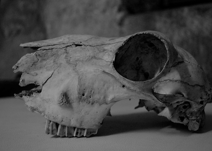 Skull