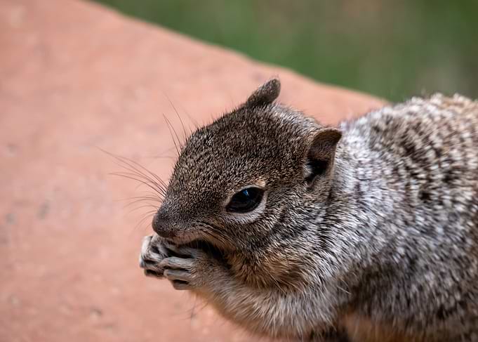 Portrait of a Squirrel