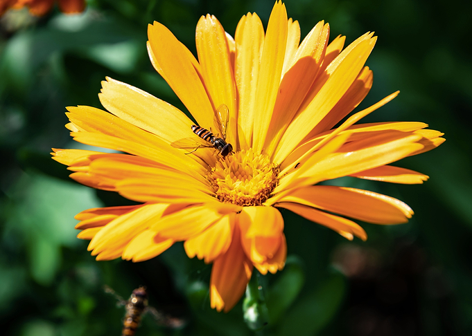 Orange calendula with bees