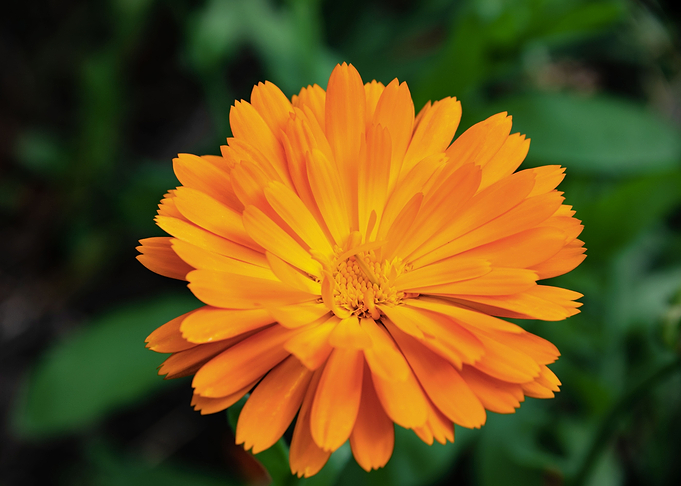 Orange calendula flower
