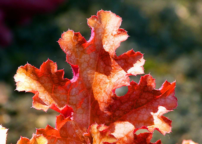 Heuchera