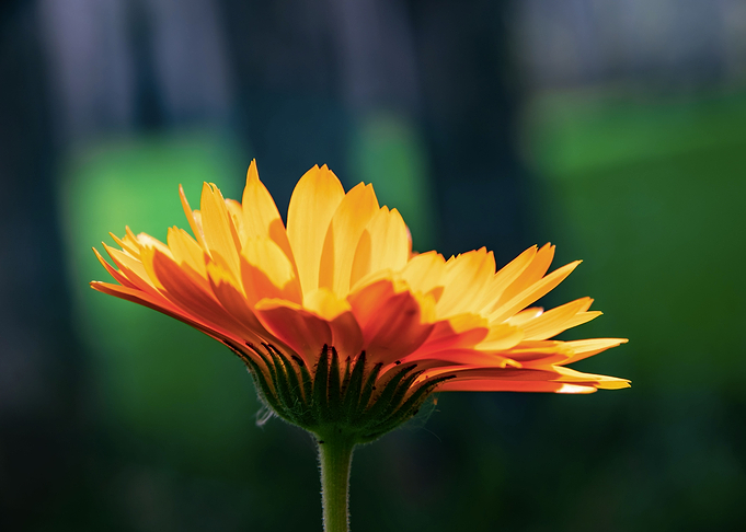 Orange calendula flower