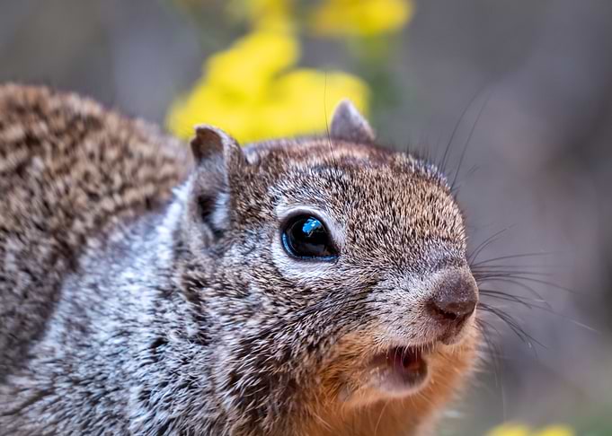 Surprised Squirrel