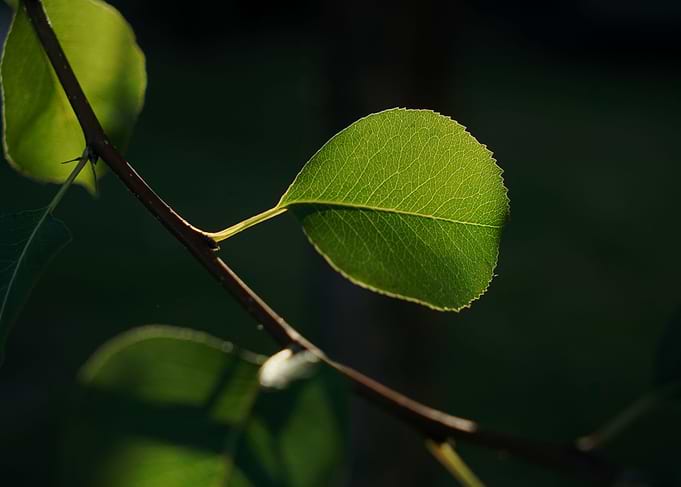 Leafs and Sun II