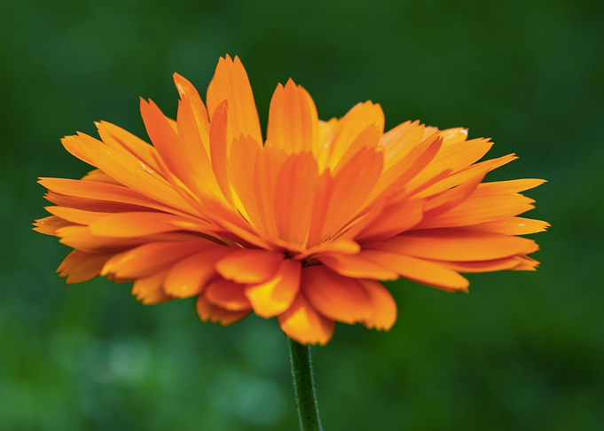 Orange calendula flower