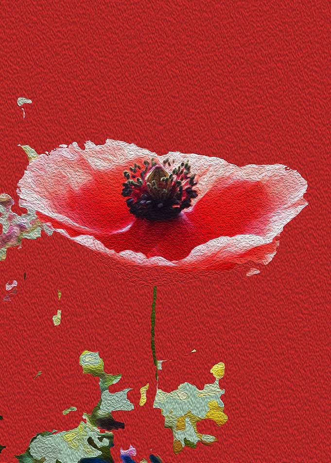 Ped Poppy