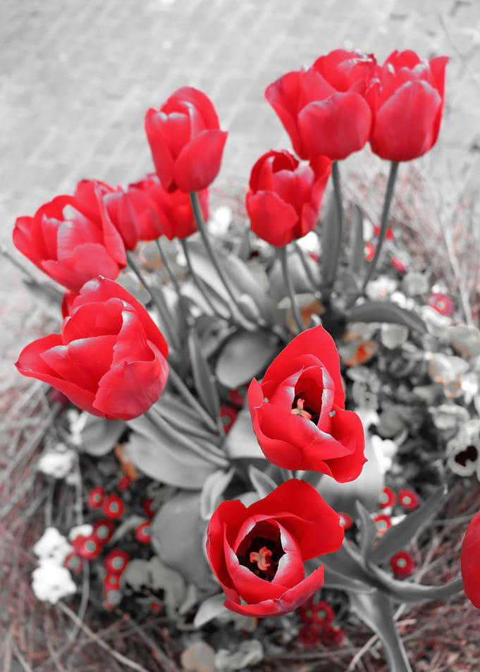 The growing passion