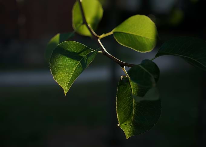 Leafs and Sun