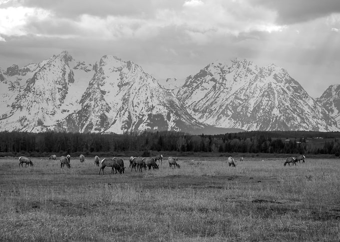 Herd of Elk