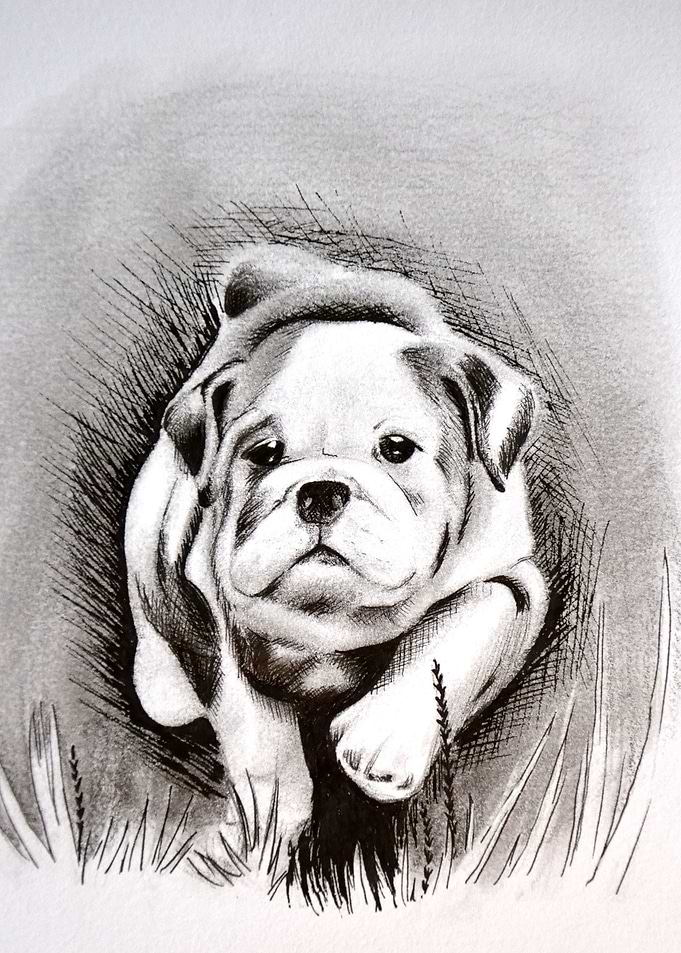 My best friend the bulldog