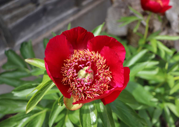 Bright red Peony