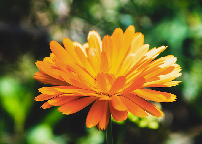 Orange calendula flower