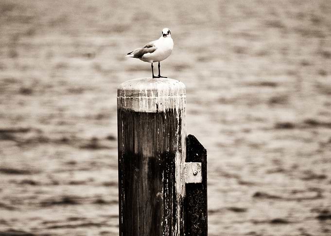Seagull