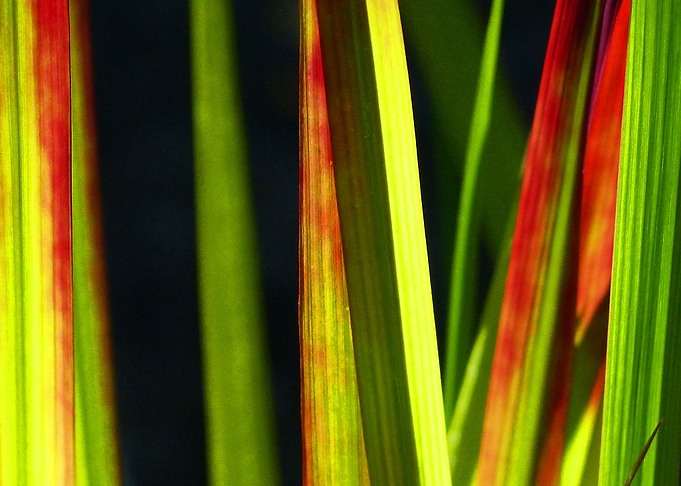 Grass