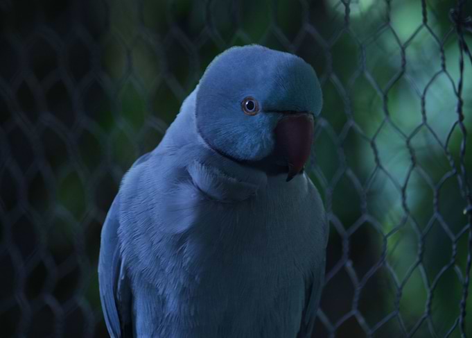 Parrot