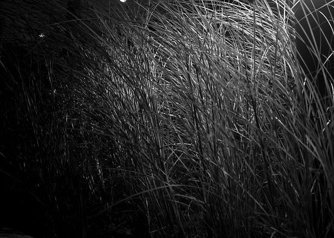 Swift Grass