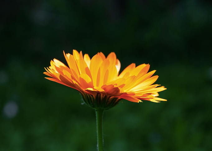 Orange calendula flower
