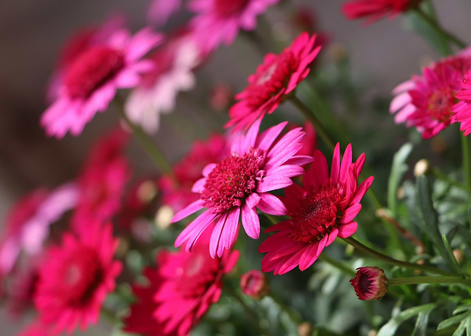 Bunch of pink flowers