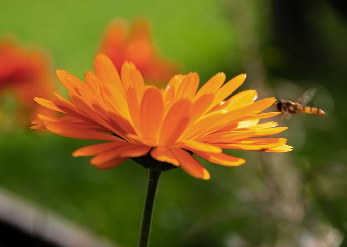 Orange calendula with bee