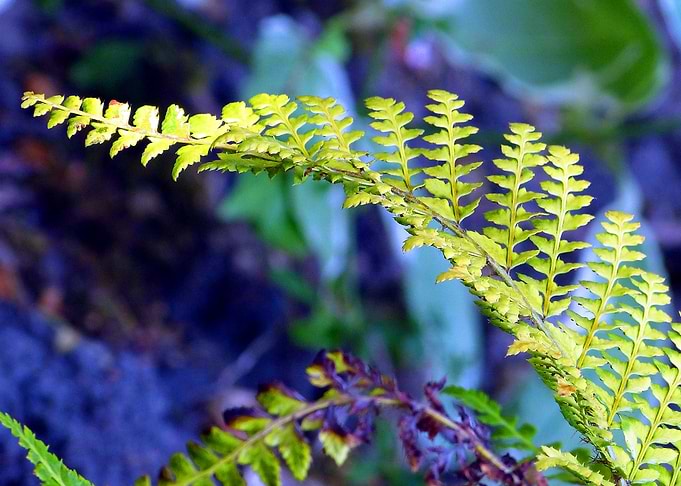 Fern