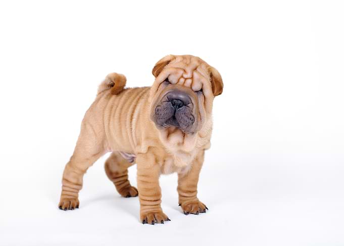 Chinese Shar pei puppy