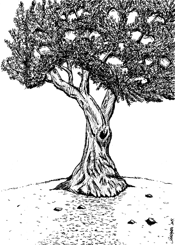 Old Olive Tree