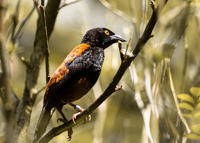 Vieillot's Weaver