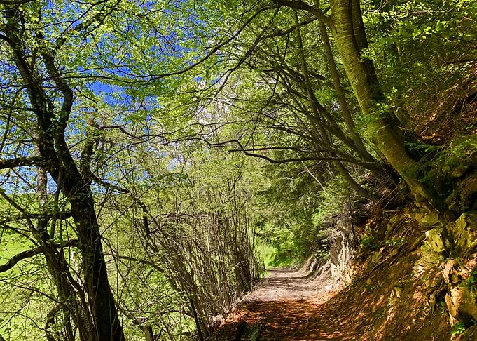 Enchanting Forest Path 1