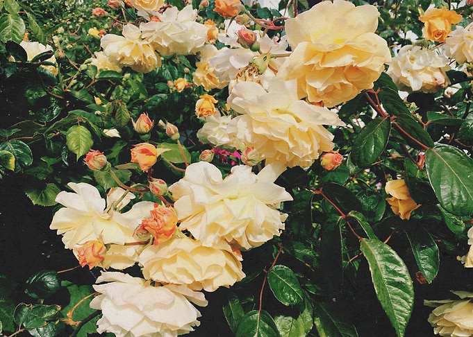 Rose Garden
