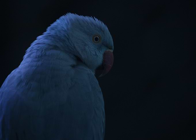 Parrot