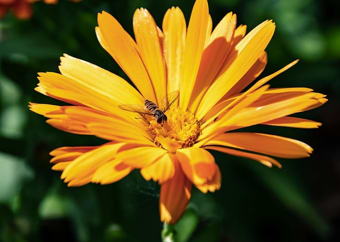 Orange calendula with bee