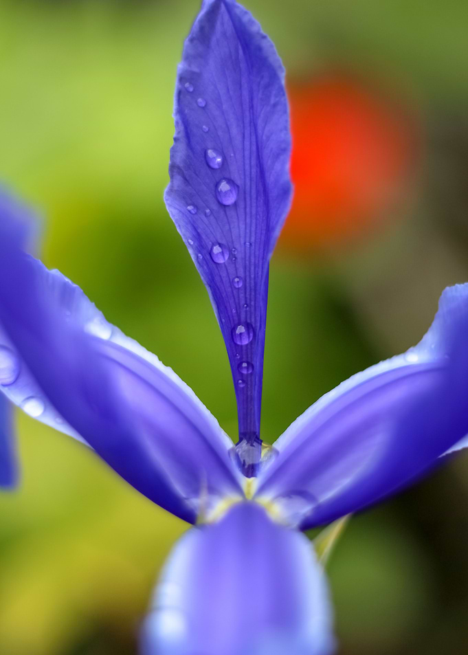 flower focus