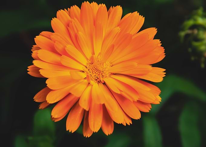 Orange calendula flower
