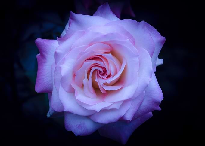 The rose