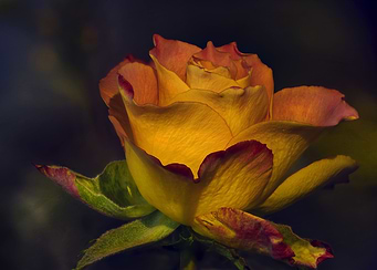 Two Tone Orange Rose