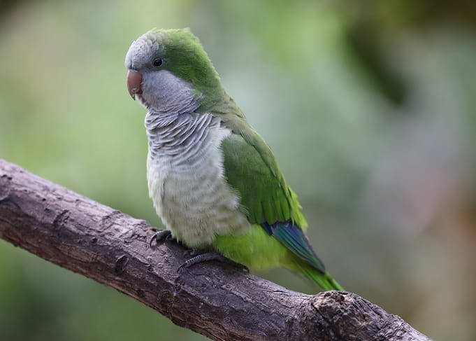 Pretty bird