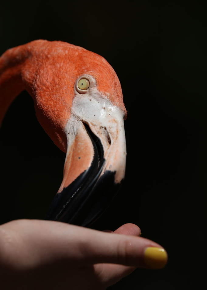 Gentle Pink Flamingo