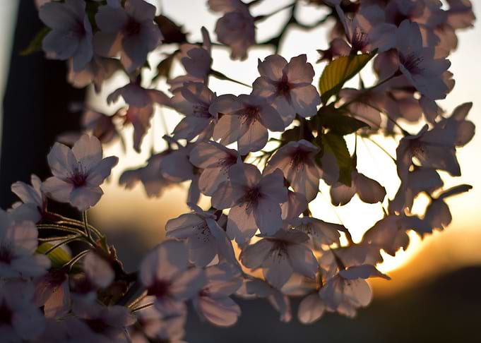 Cherry Sun