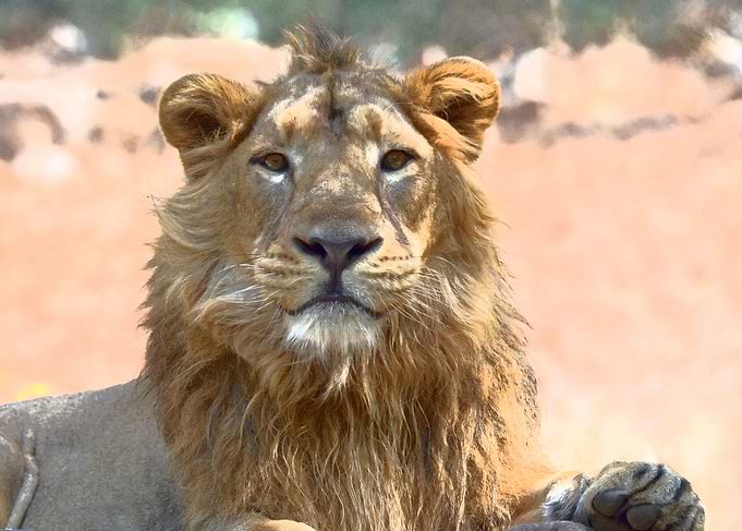 Animals Asiatic Lion