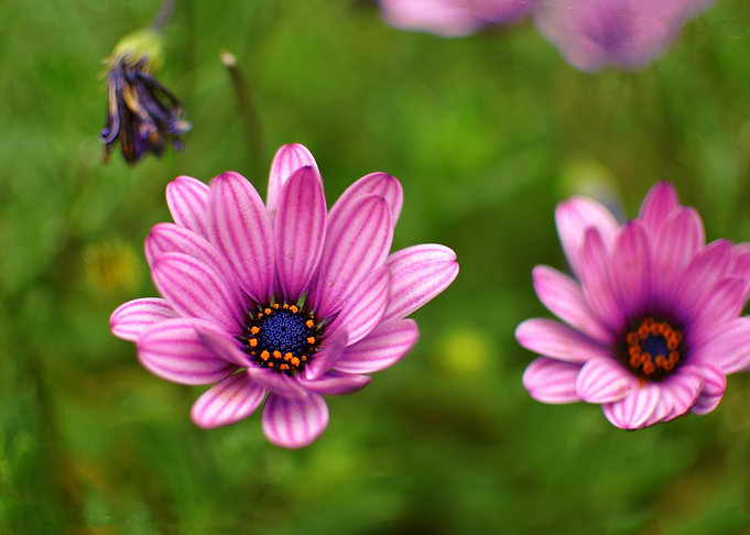 African Daisies
