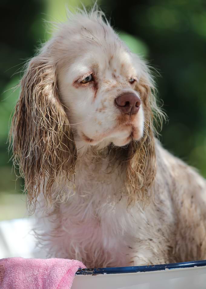 Mud puppy