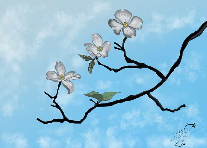 Dogwood
