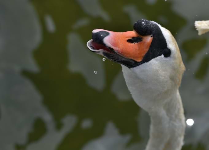 Swan Kiss