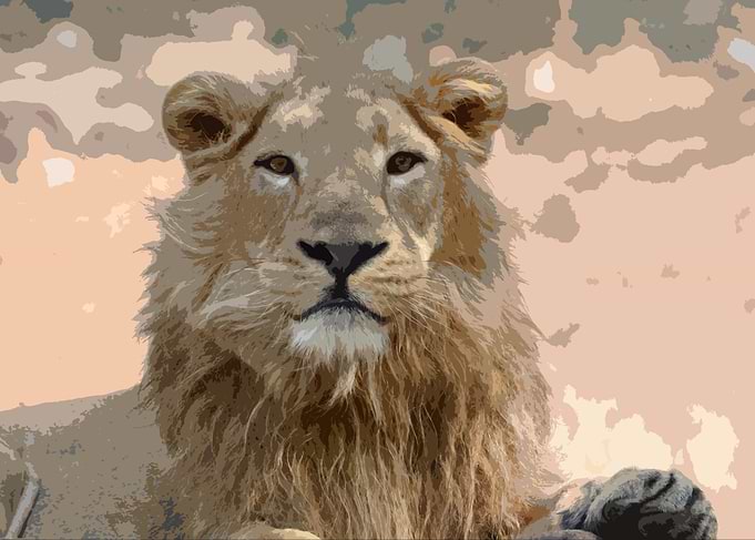 Animals Asiatic Lion
