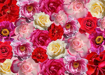 Red White and Pink Roses