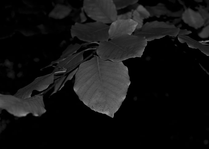 Leafs