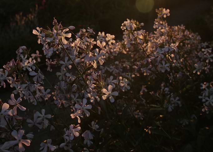 Bloom