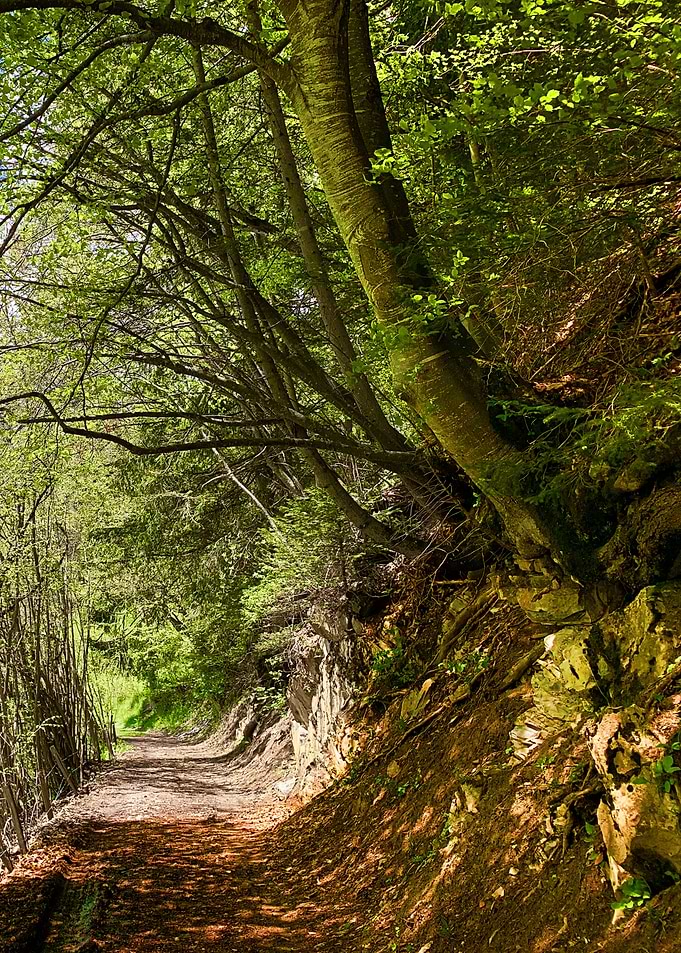 Enchanting Forest Path 3