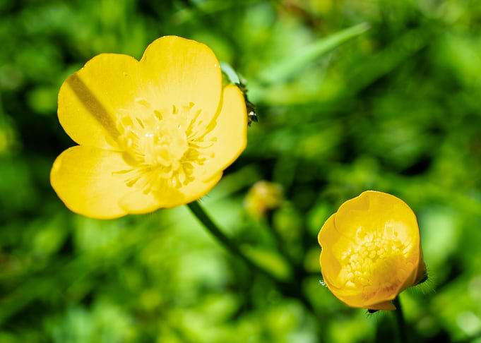 Yellow buttercup flower