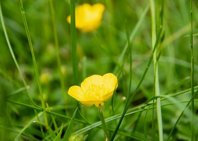 Yellow buttercup flower
